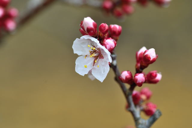 立春大吉 2月4日